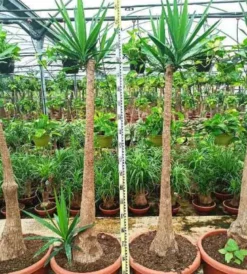 Yucca pied d'éléphant 65 l 180-200 cm